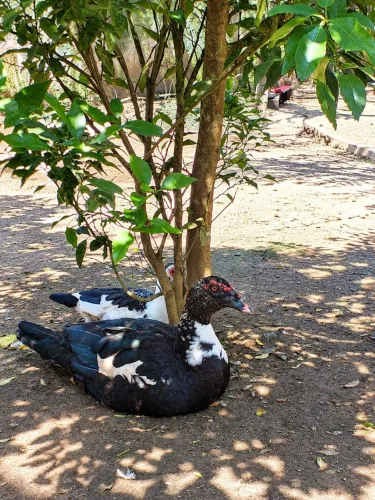Patos para doação