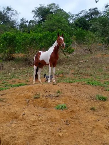 Vendo égua Pampa de Alan