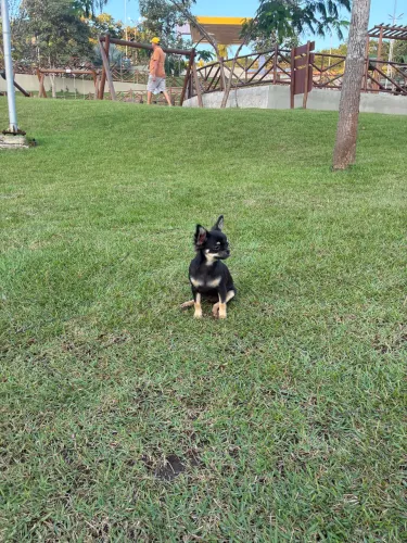 Chihuahua