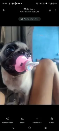 Pug 