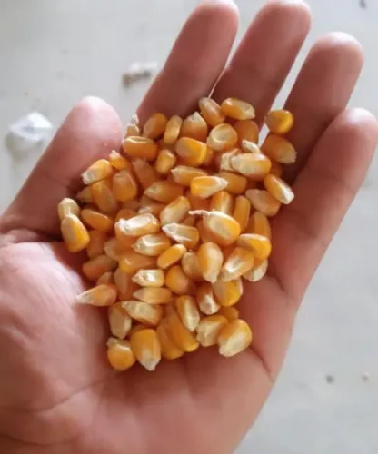 Venda de produtos Padrão 1 direto da fazenda 