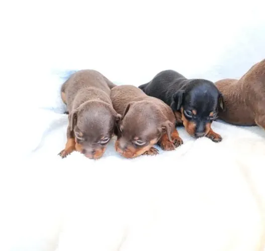 Pinscher Miniatura - O companheiro perfeito para você