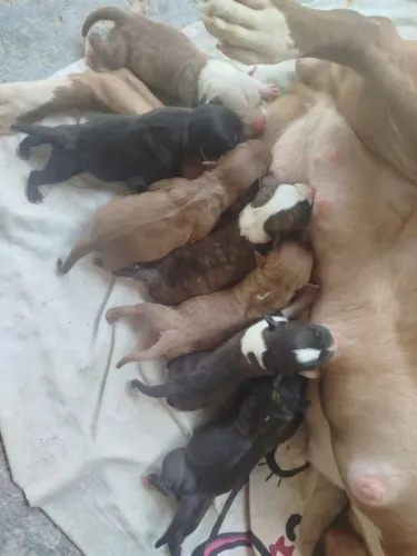 Filhotes de Pitt Bull pra reservar