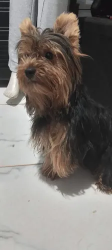 Yorkshire terrier macho 9 meses só venda esta em Goianira