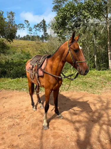 Cavalo manso de criança
