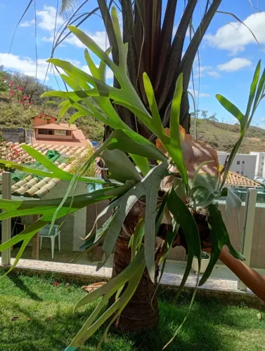 Muda de planta chifre de veado