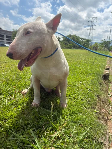 Doa-se bull terrier