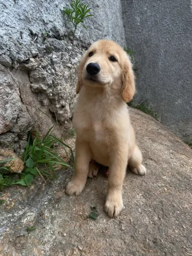 Golden Retriever de 2 meses