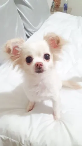 Chihuahua filhote disponivel 
