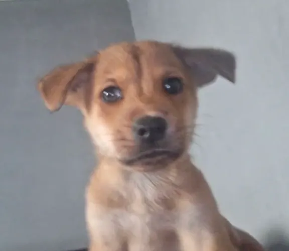 Doação de filhotes de Chow Chow.
