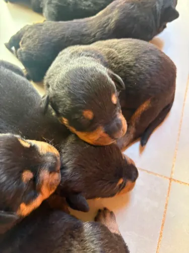 Vende-se Cachorros filhotes de Rottweiler