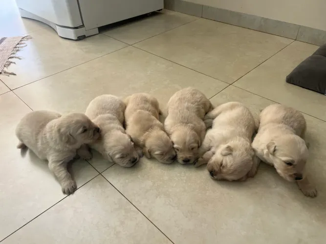 Filhotes de Golden Retriever