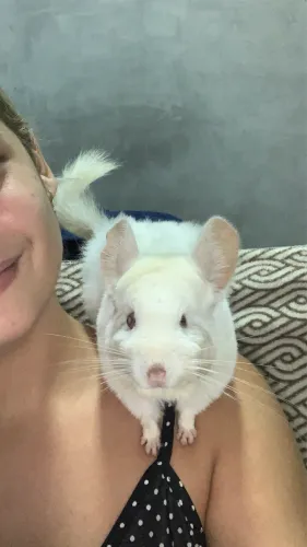 Vendo uma chinchila