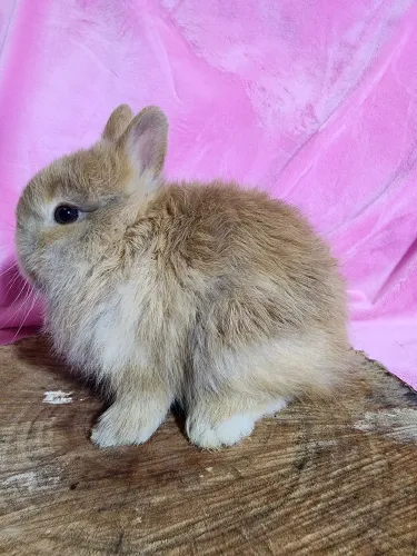 Mini coelhos Netherland e Mini lop