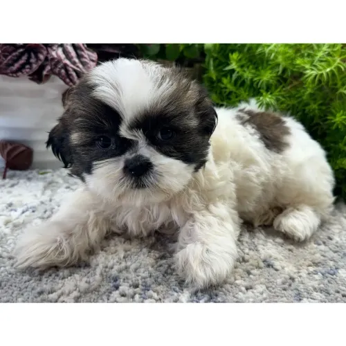 Lhasa Apso/ Filhotes com excelente saúde 