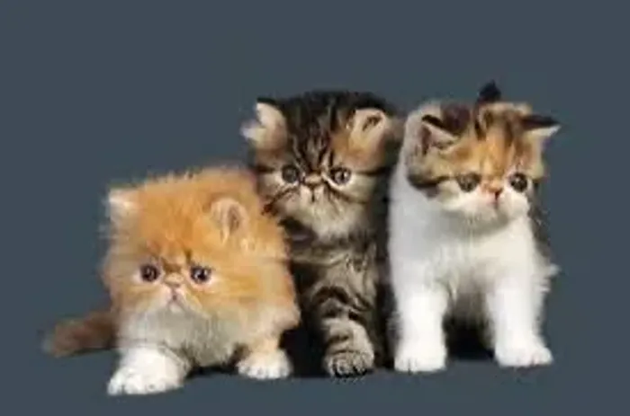 Persa Belos Gatinhos e Gatinhas