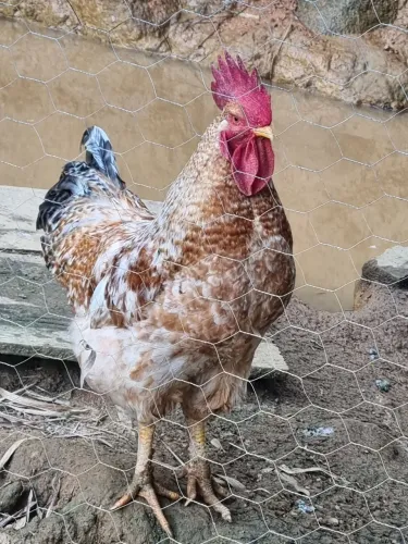 Vendo galo