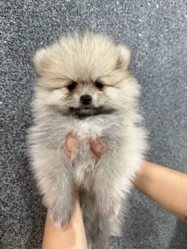 Filhotes Spitz Alemão
