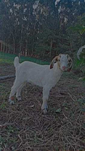 Cabrita