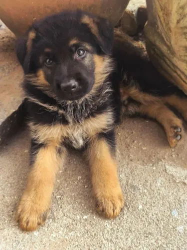 Cão de guarda filhote de Pastor Alemão 