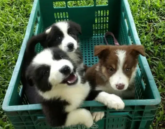 Border collie¿ esse filhotes vai encher o seu lar de alegria