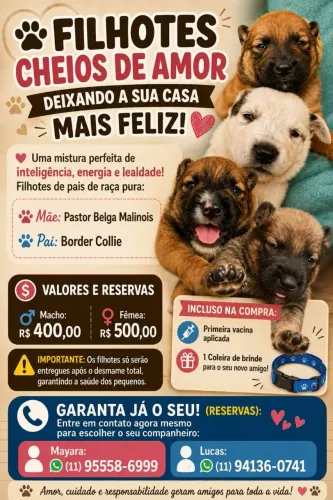 Filhotes pastor malinois 