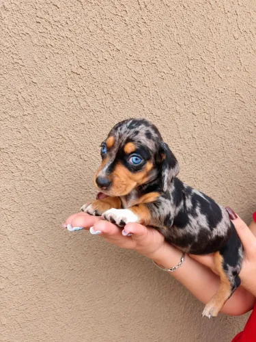 Dachshund