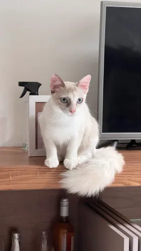 Gata fêmea para adoção responsável 