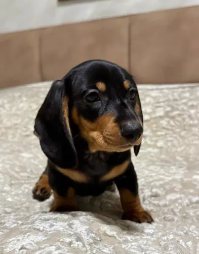 Filhotes dachshund/teckel/basset/salsicha/cofap dócil e saudável