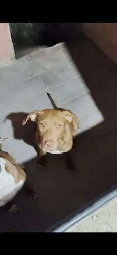 Pitmoster 
