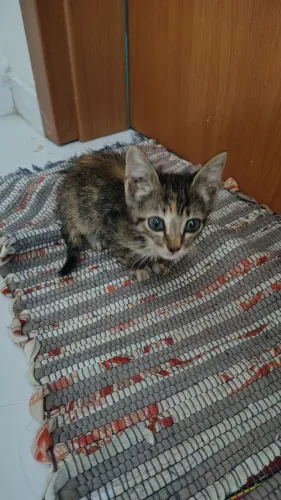 Gatinha fêmea