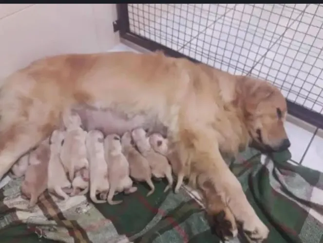 DOA-SE GOLDEN RETRIVIER
