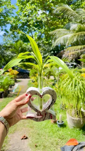 Jarros e plantas ? 