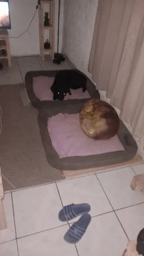 Cama pet 1,00X 1,00