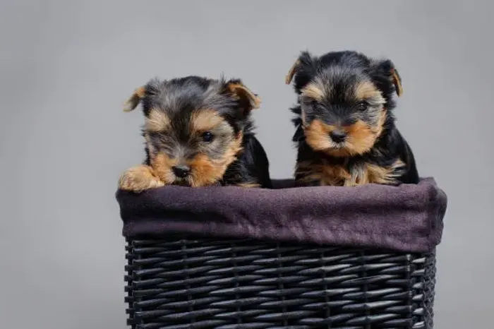 Yorkshire Terrier Excelente Companhia