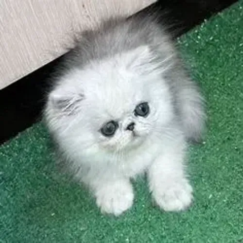 Gato Persa Filhote Luxo