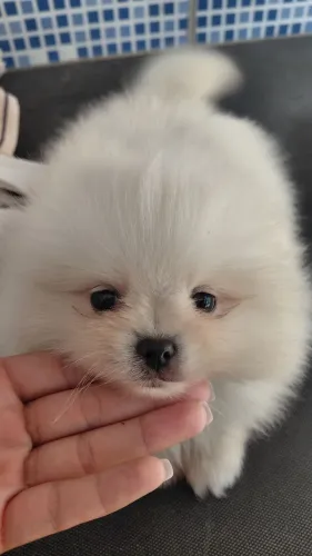 Spitz anão lulu da pomerania 