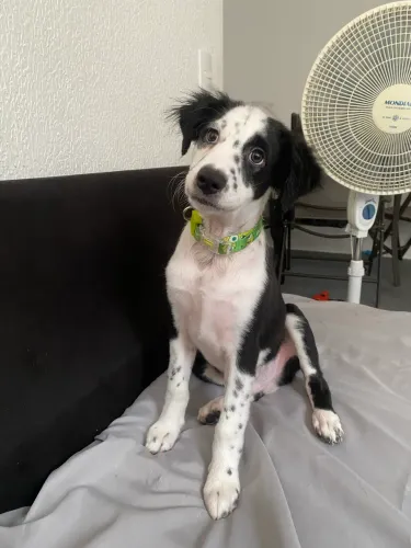 Adoção de cachorro 
