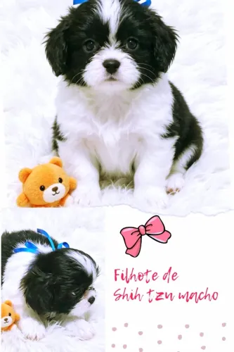 Lindo demais!!! Filhote de Shih tzu macho, branco e preto cor clássica,fofura irresistível