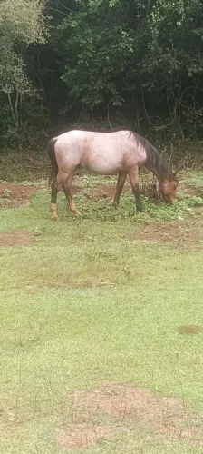 Vendo cavalo cuiudo 2ano 7 meses pronto pra doma crioulo puro
