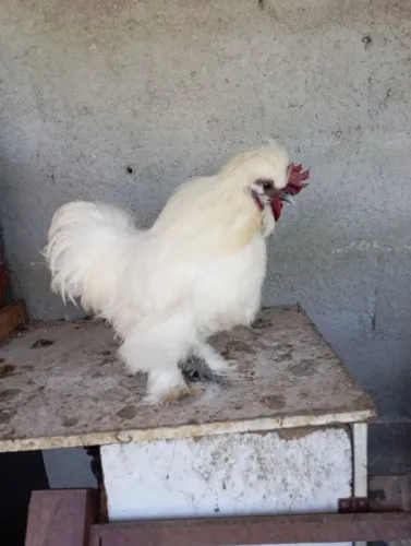 Galos Sedosa do Japão 
