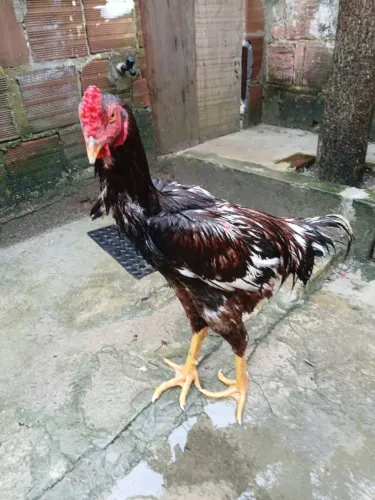 Galo 