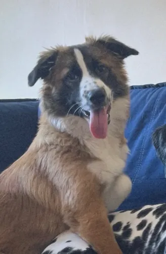 Cachorro para adoção