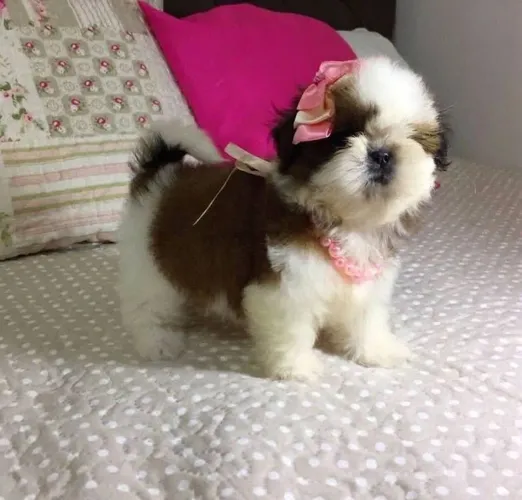 Shih Tzu fêmea Mini legítima