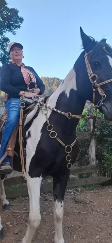 Cavalo