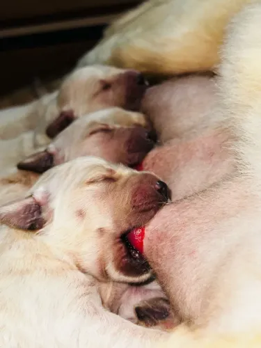 Filhotes Golden retriever já disponíveis para reservas