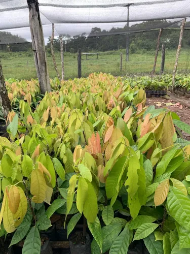 Mudas de cacau clonada
