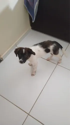 Doação Responsável - Cachorrinha Filhote (2 meses)