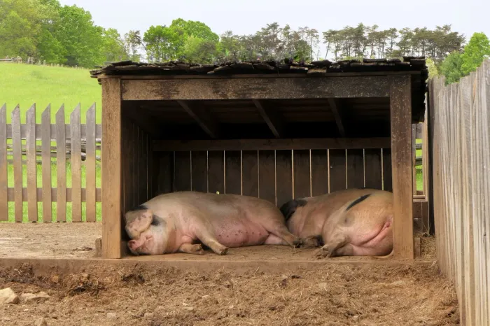 Animais (casal de porcos)