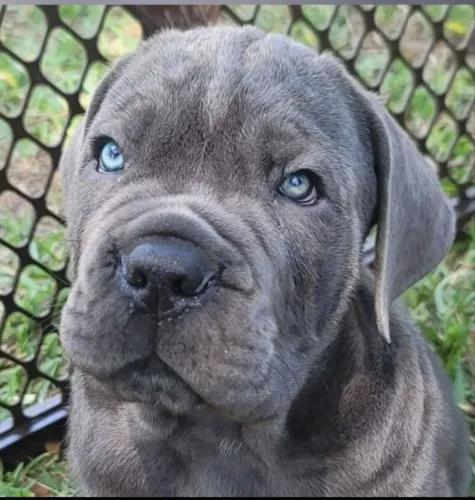 Filhotes de CANE CORSO ITALIANO PEDIGREE 